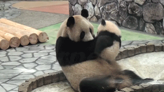 panda-bears-free-animated-gameznet 010.gif